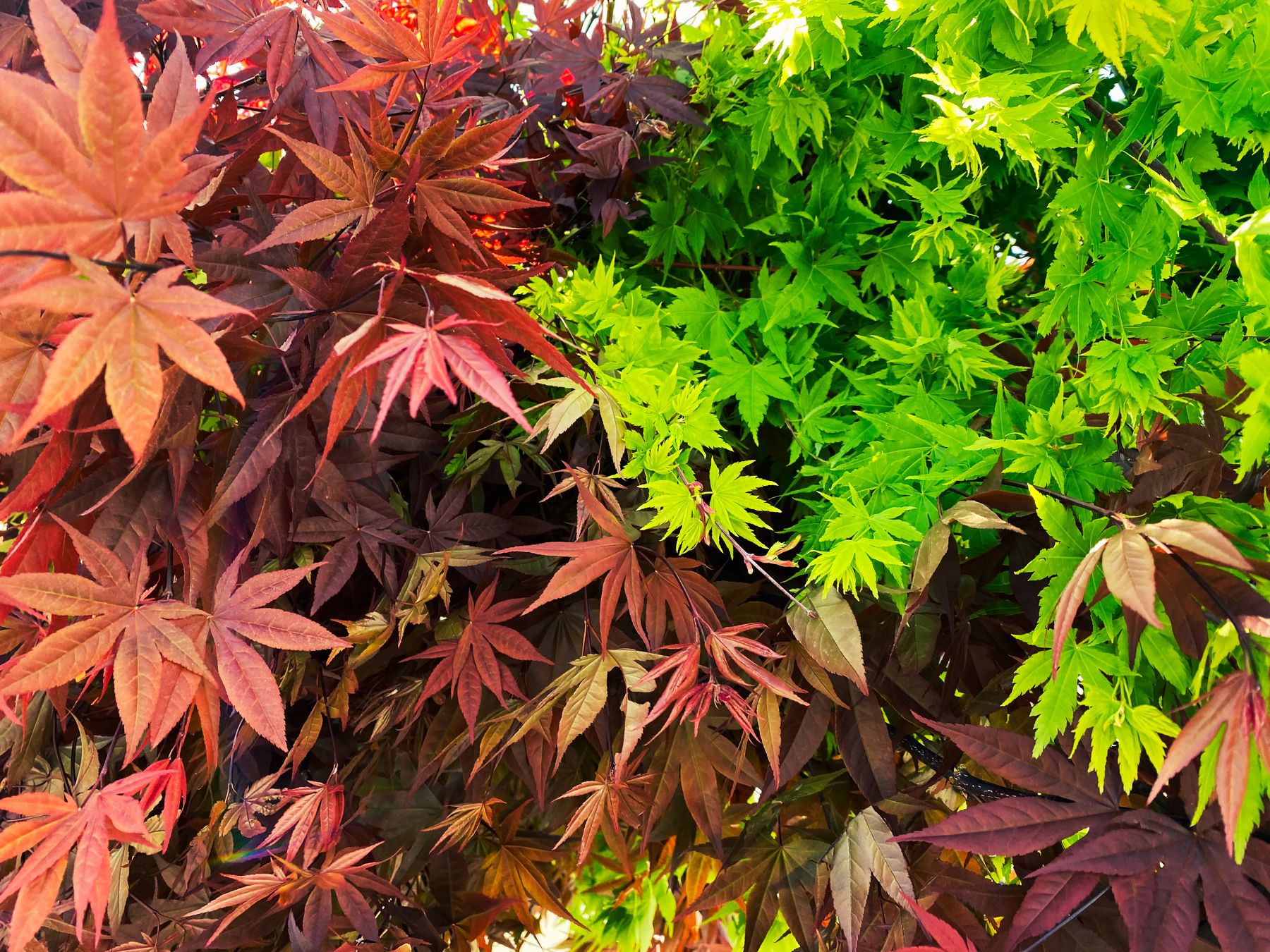 Japanese Maple Foliage in Red and Green